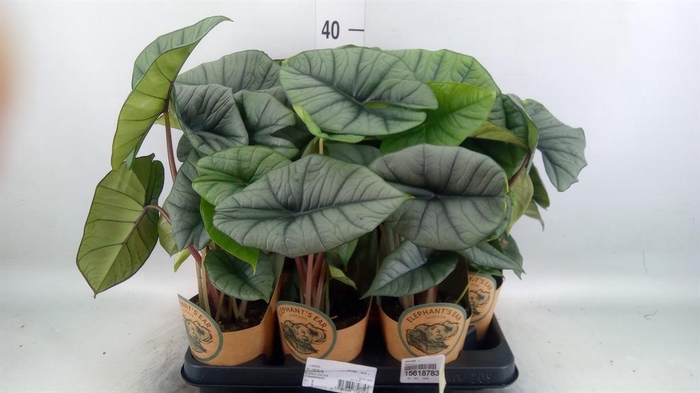 <h4>Alocasia   ...</h4>