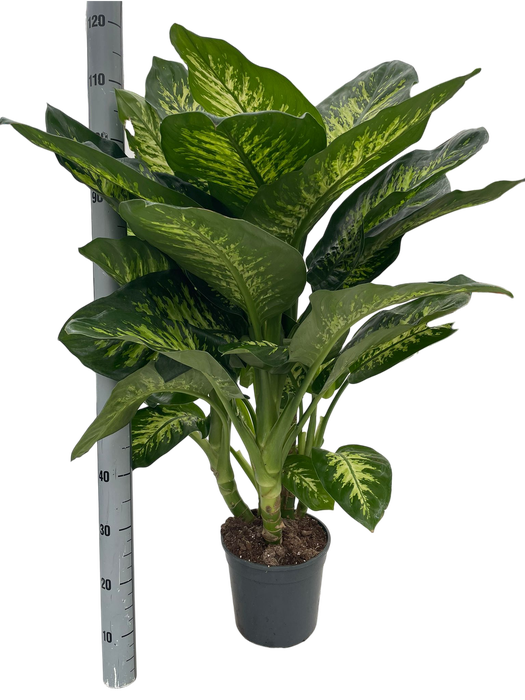 <h4>DIEFF SE TROPIC SNOW</h4>