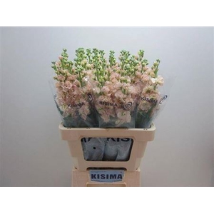Matth Iron Apricot