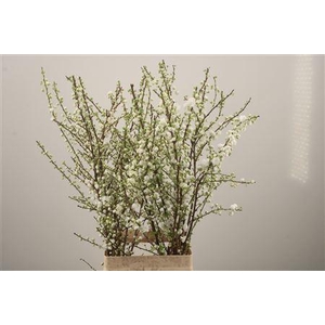 Prunus Gland White Spray