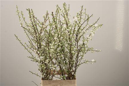 <h4>Prunus Gland White Spray</h4>