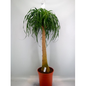 Beaucarnea recurvata