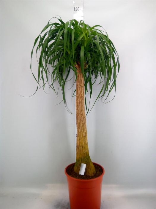 <h4>Beaucarnea recurvata</h4>