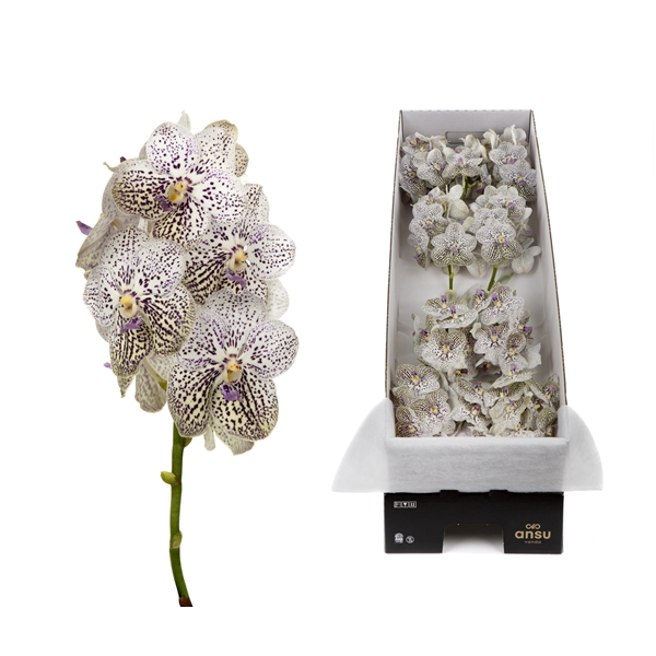 <h4>Vanda 10 tak Purple Confetti</h4>