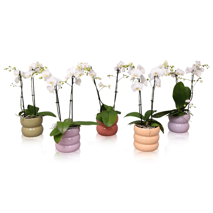 <h4>Phal. Multiflora 2-tak wit in keramiek BGC951</h4>