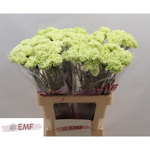 DI ST ETERNAL FAIRY+