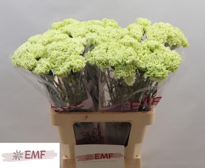 <h4>DI ST ETERNAL FAIRY+</h4>