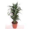 Dracaena Ulises