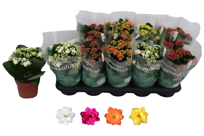 <h4>KAL GE RO GEM 4 KL</h4>