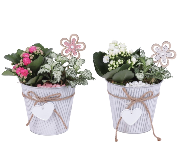 <h4>Womensday Arr. Indoor Zinc Grey with Rope & Heart Ø13cm 2PP</h4>