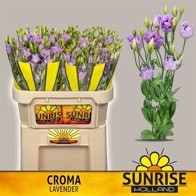 EUS G CROMA LAVENDER