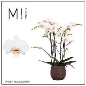 Phalaenopsis Marvellous White 50+ – 17cm in Lydia Shiny Purple | Mimesis