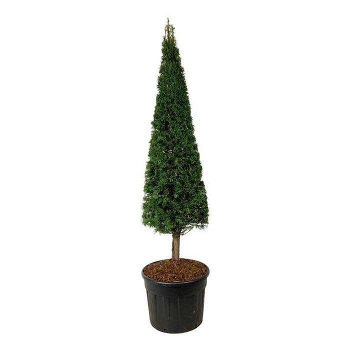 <h4>Taxus baccata</h4>
