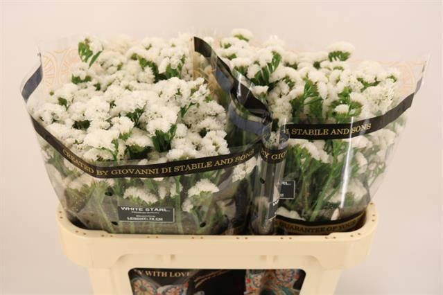 <h4>LIM S WH STARL WINGS</h4>