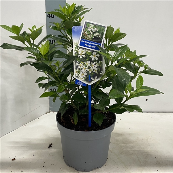 <h4>Gardenia jasminoides 'Pinwheel®'</h4>