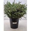 EUC PARVIFOLIA PER STEEL-IT-