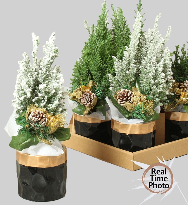 <h4>CHAM L ELLWOODII</h4>