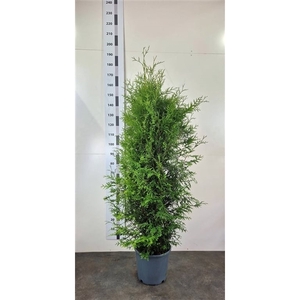 Thuja occ. 'Brabant'