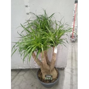 Beaucarnea recurvata