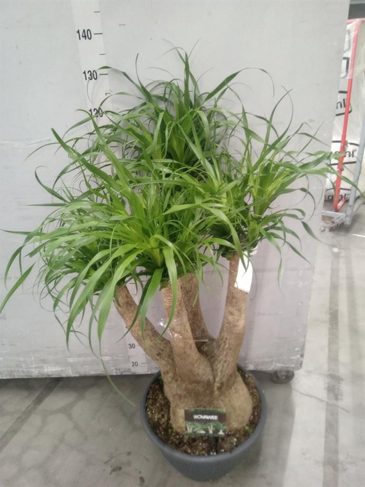 <h4>Beaucarnea recurvata</h4>