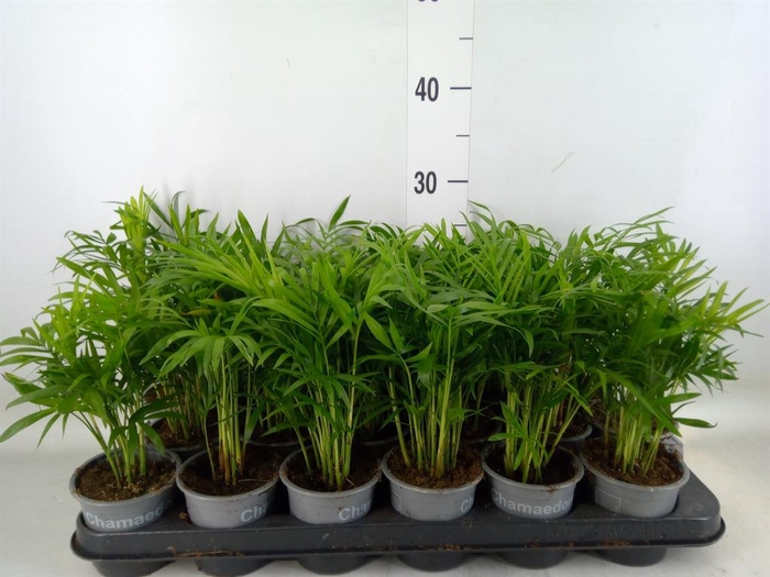 <h4>Chamaedorea elegans</h4>