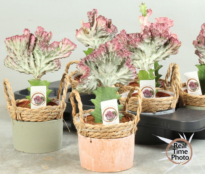 <h4>EUPHOR LAC CRISTATA</h4>