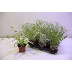 arr8 Chlor Com Variegatum