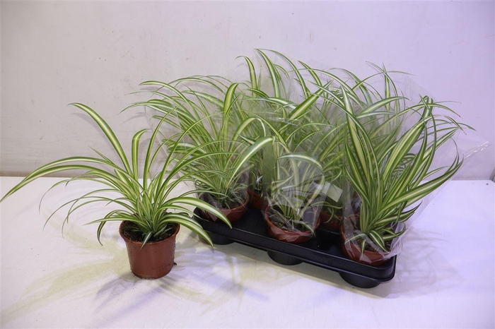 <h4>arr8 Chlor Com Variegatum</h4>