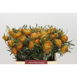 Banksia Dryandra