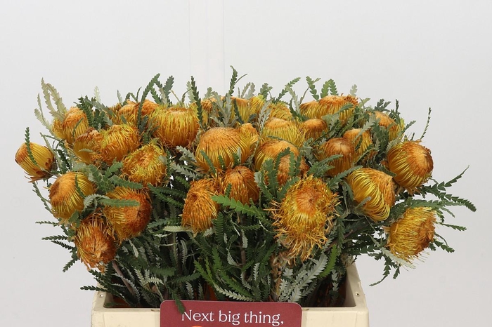 <h4>Banksia Dryandra</h4>
