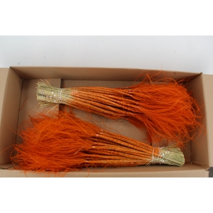 DF Stypha 60 cm Bs Orange