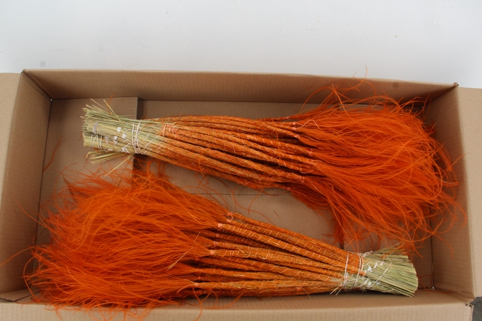 <h4>DF Stypha 60 cm Bs Orange</h4>