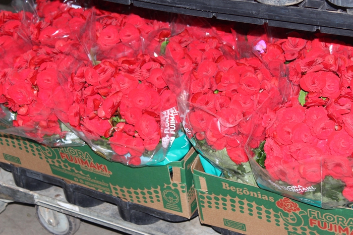 <h4>BEGONIA BALADIN P15</h4>