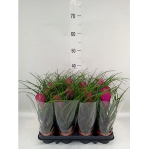 Tillandsia cyanea 'Anita'