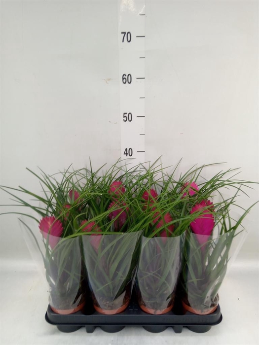 <h4>Tillandsia cyanea 'Anita'</h4>