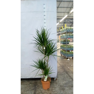 Dracaena marg.