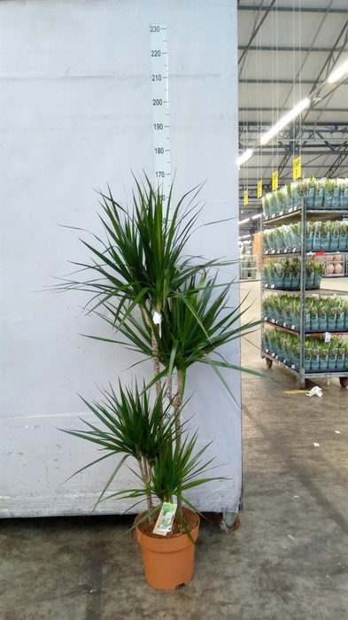 <h4>Dracaena marg.</h4>