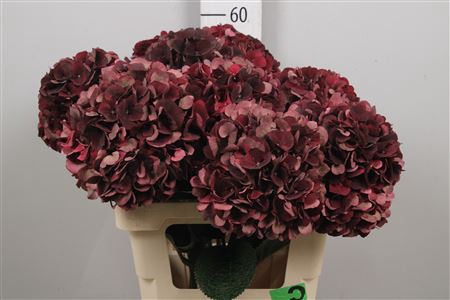 <h4>Hydr Cl M D Ruby</h4>