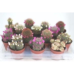 Cactus bloeiend gemengd