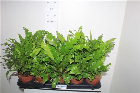 <h4>Asple Ni Campio</h4>
