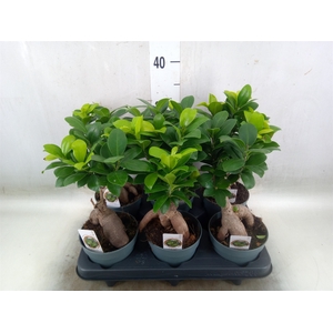 Ficus microcarpa 'Ginseng'