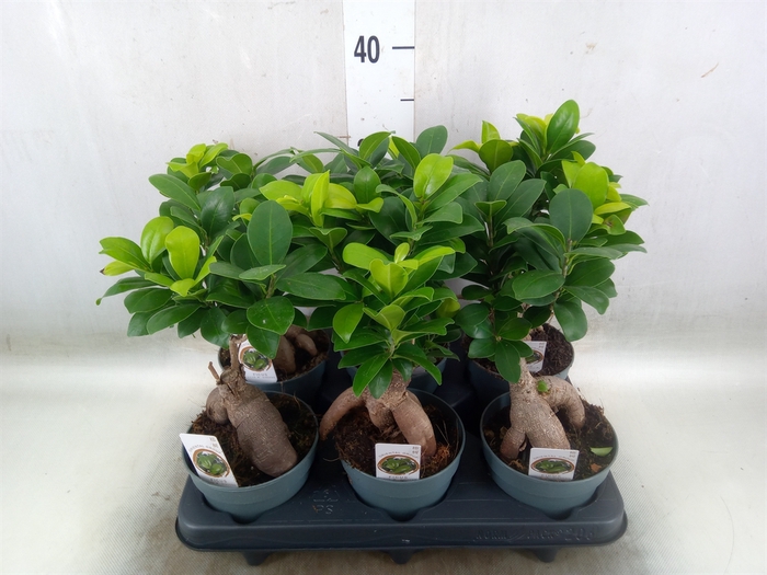 <h4>Ficus microcarpa 'Ginseng'</h4>