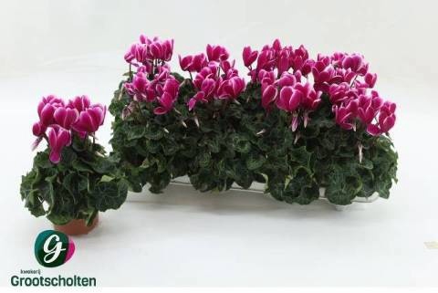 <h4>CYCL KL SUP FUJI</h4>