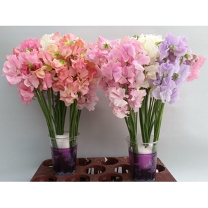 Lathyrus Pastel mix