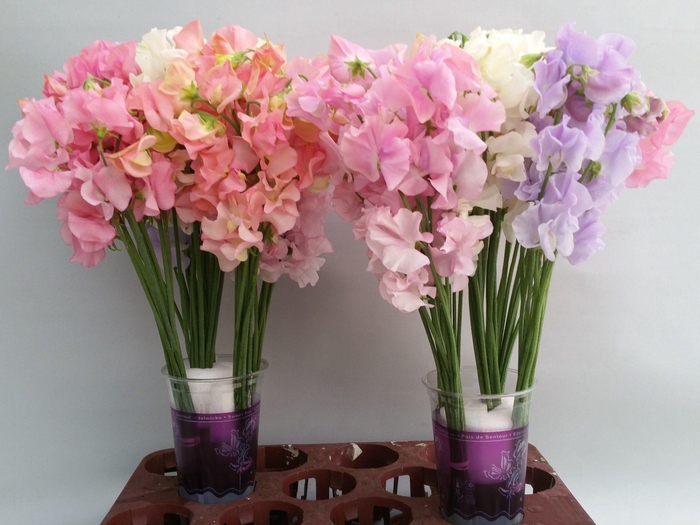 <h4>Lathyrus Pastel mix</h4>