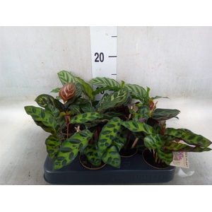 Calathea   ...