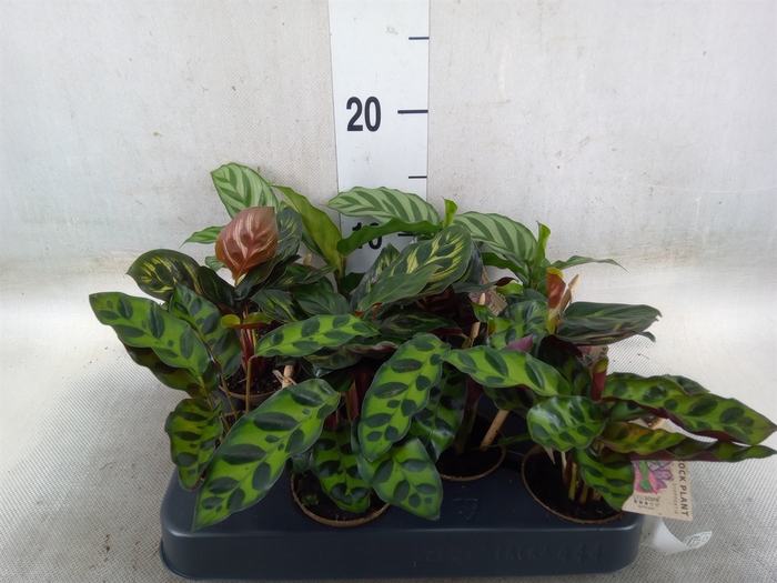 <h4>Calathea   ...</h4>