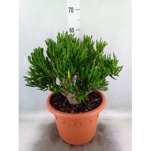 Crassula ovata 'Gollum'