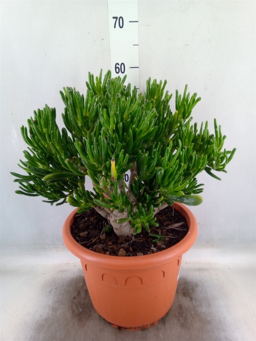 <h4>Crassula ovata 'Gollum'</h4>