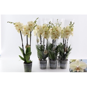 PHAL OV
